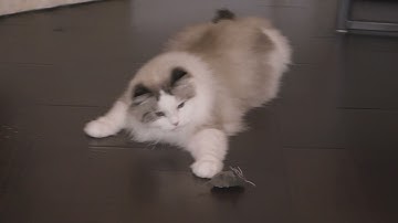 HEXBUG - Micro Robotic Cat Toys