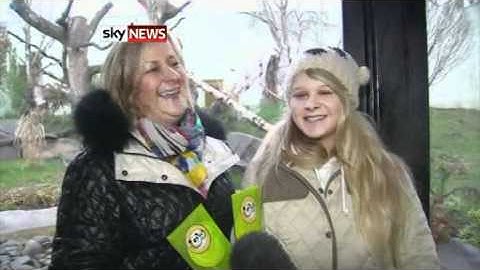 Pandas At Edinburgh Zoo Meet Their Fans