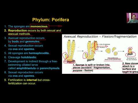 Bio class 11 unit 02   chapter 02  Animal Kingdom  Lecture -2/5