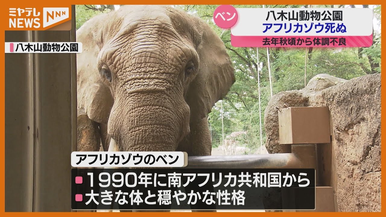 死んでる象 福岡市動物園のゾウ 1頭が死ぬ ミャンマーから到着して1か月あまり 絵画