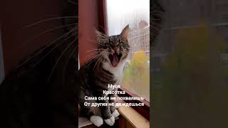 Муся #кошки#юмор