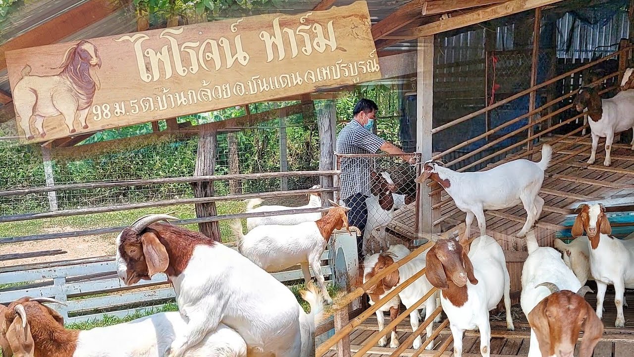 เลี้ยงแพะสายพันธุ์ เลี้ยงดีมีกำไร แพะบอร์ แพะขุน