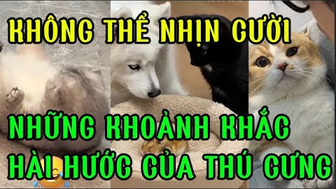 NHỮNG KHOẢNH KHẮC HÀI HƯỚC CỦA THÚ CƯNG KHIẾN BẠN KHÔNG THỂ NHỊN CƯỜI P2