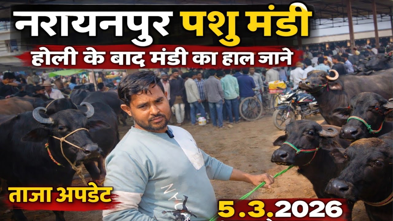 होली के बाद नरायनपुर पशु मंडी में शाहजहांपुर के लिए सेल हुई भैस का रेट जाने | Narayanpur Pashu Mandi