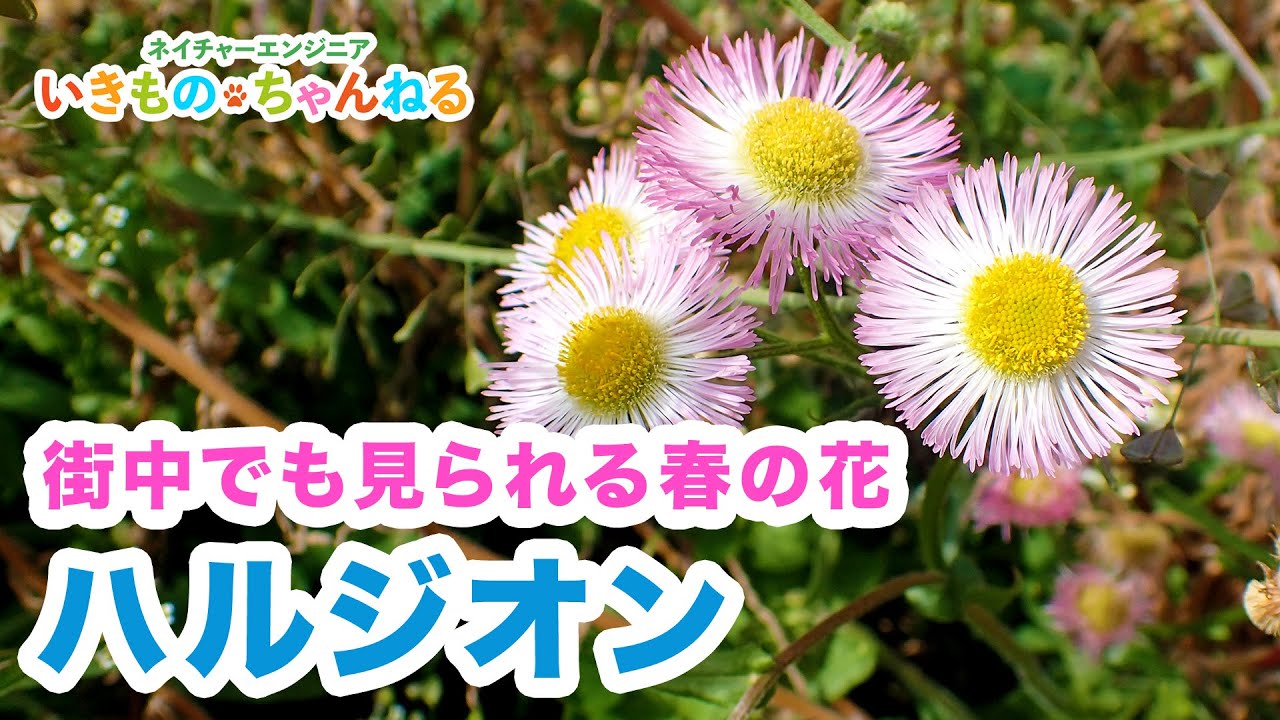 Erigeron annuus | A spring flower that can be seen even in urban