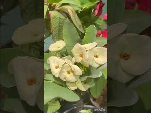 أجمل لقطات لنباتات الورد والتين والصبار أجواء مريحة وهادية