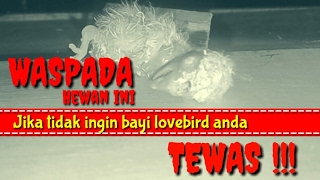 Waspada hewan ini, Akan mematikan Anakan Lovebird anda !!!