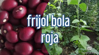 Frijol bola roja, cultivo de frijol