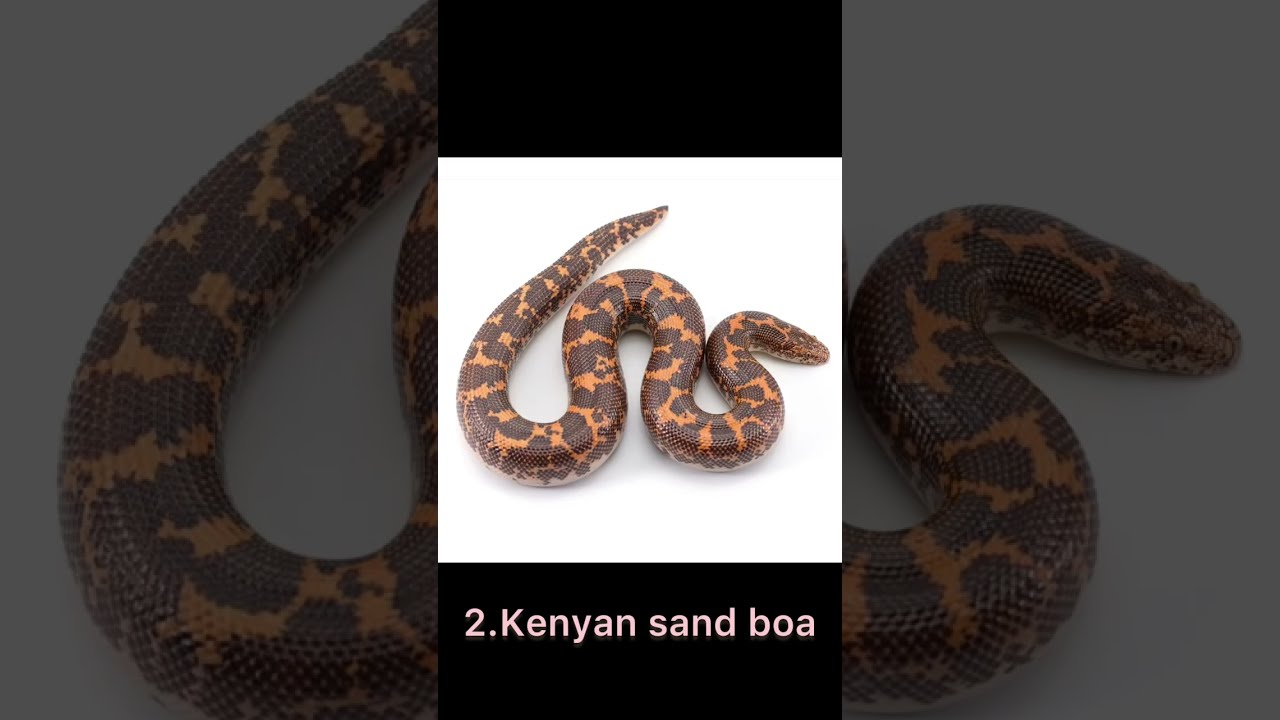 Top 5 Best Beginner Pet Snakes