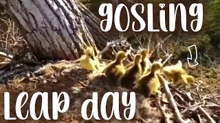 Decorah Eagle Nest ▪︎ Gosling LEAP Day ▪︎ Leap, Forage \& Swim w Family ▪︎ 4\/15\/24 ▪︎ Explore.org