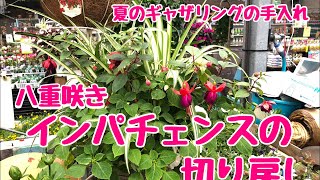 八重咲きインパチェンス切り戻し Youtube