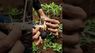 harus tau!! ciri ciri jamur yg bisa di makan #shorts #shortsviral #balladdesa screenshot 2