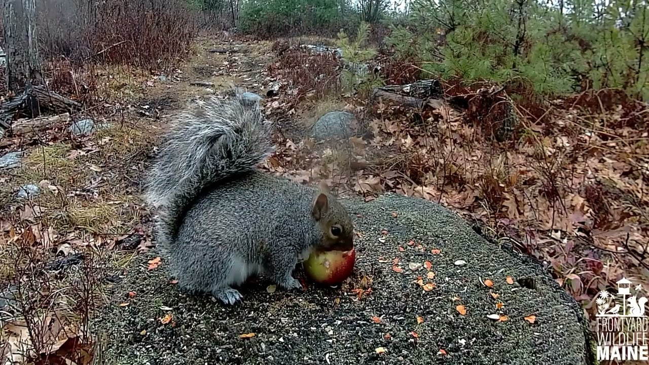 “Squirrel vs. Apple” Compilation