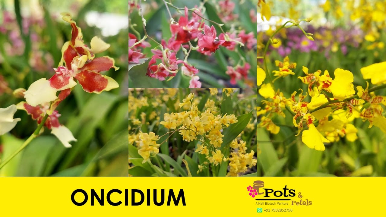 Oncidium | Buy Oncidium Online from www.potsandpetals.in