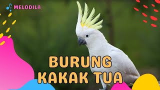 🔴 LAGU BURUNG KAKAK TUA - LAGU ANAK KECIL