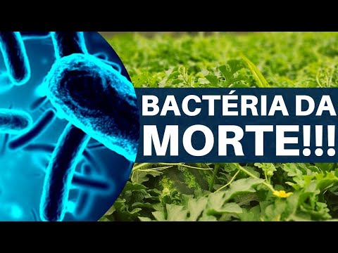 Vídeo: Controle da murcha de Verticillium - Você pode salvar as plantas afetadas pela murcha de Verticillium