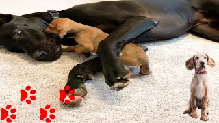 Teeny Puppy Falls In Love With 120-Pound Dog  | Animal Life