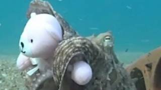 Octopus Fell In Love With Teddy!