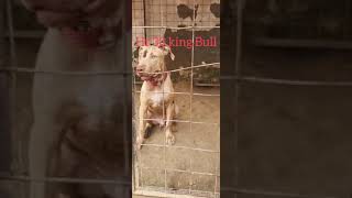 Apbt Pitbull Yellow Blood