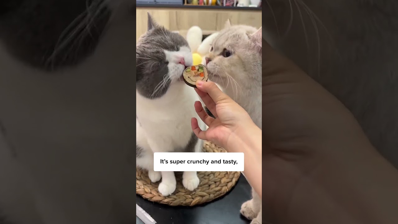 There’s SUSHI for cats?!!🍣