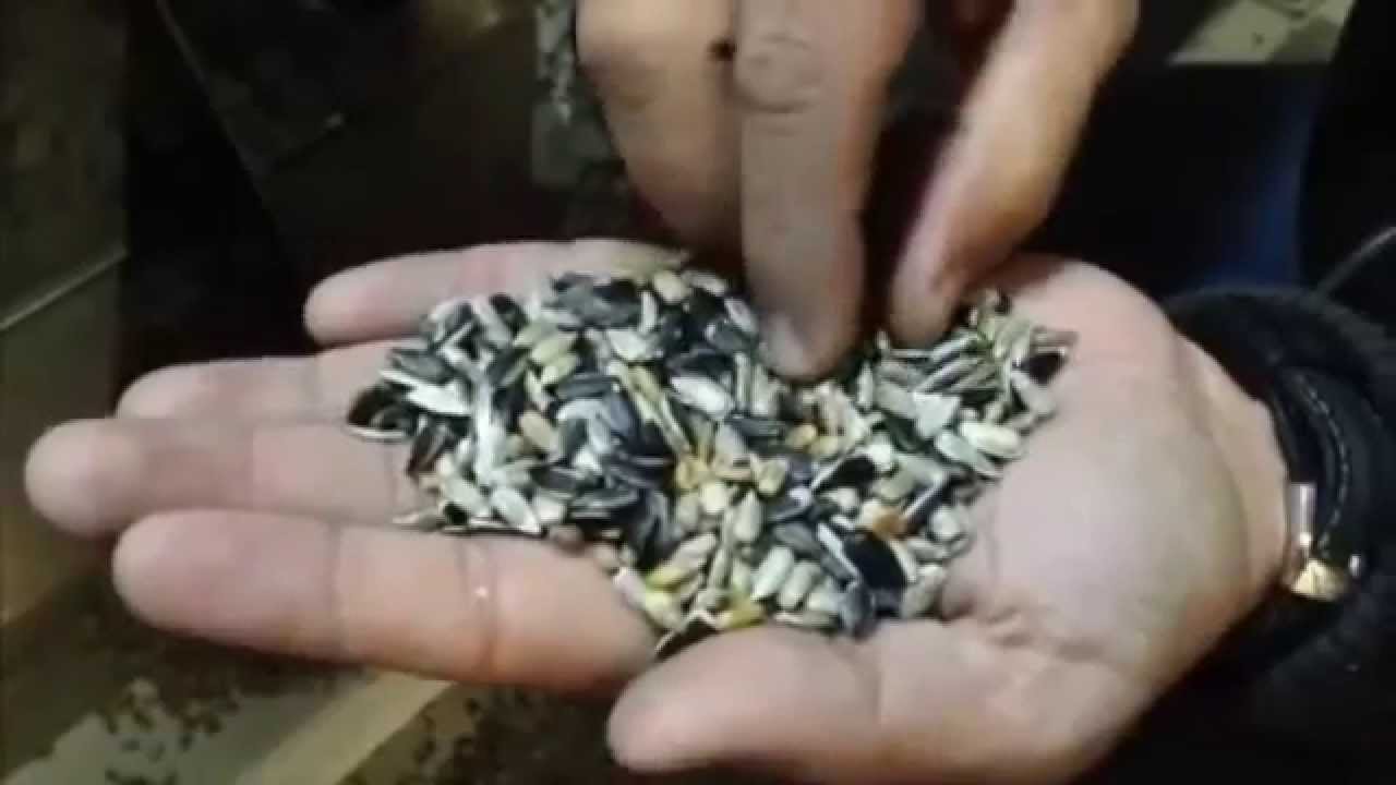 CIMBRIA SEA CHROME  |  sunflower seeds optical sorter  |  selezionatrice ottica semi di girasole