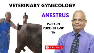 Uncovering the Shocking Causes of Anestrus: Exploring the Vet Gynecology Revolution with GNP Sir