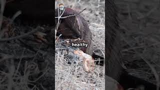 Famous Busy Beavers  Wetland Warriors! Net Worth