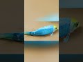 Stop Motion ASMR Fish Figh #fish #shorts #asmr #fynnyvideo