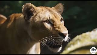 Full 🍿 Simba and Shere Khan face the Mighty Orc Army | Rise of the Animals | AI Short Film Update
