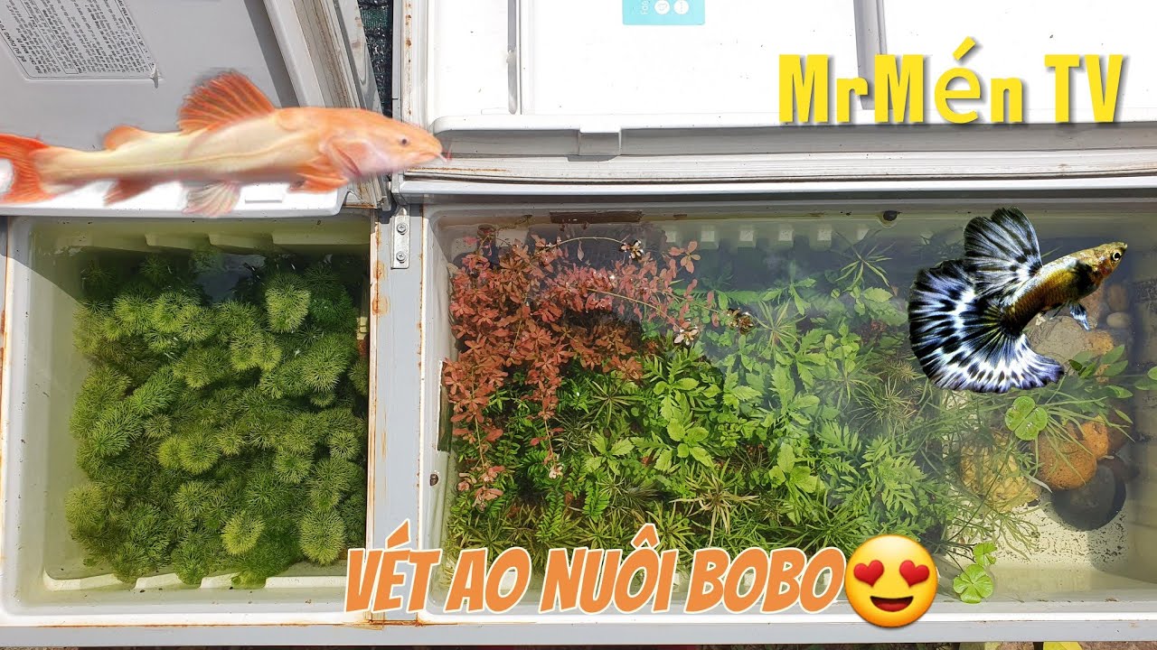 Cập Nhật Cá Săn Mồi Mini,Lựa Cá Bảy Màu Giống và Vét Ao Nuôi Bobo|Mến Phạm.