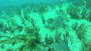 Playa der Carmen Scuba Diving Feb 2016