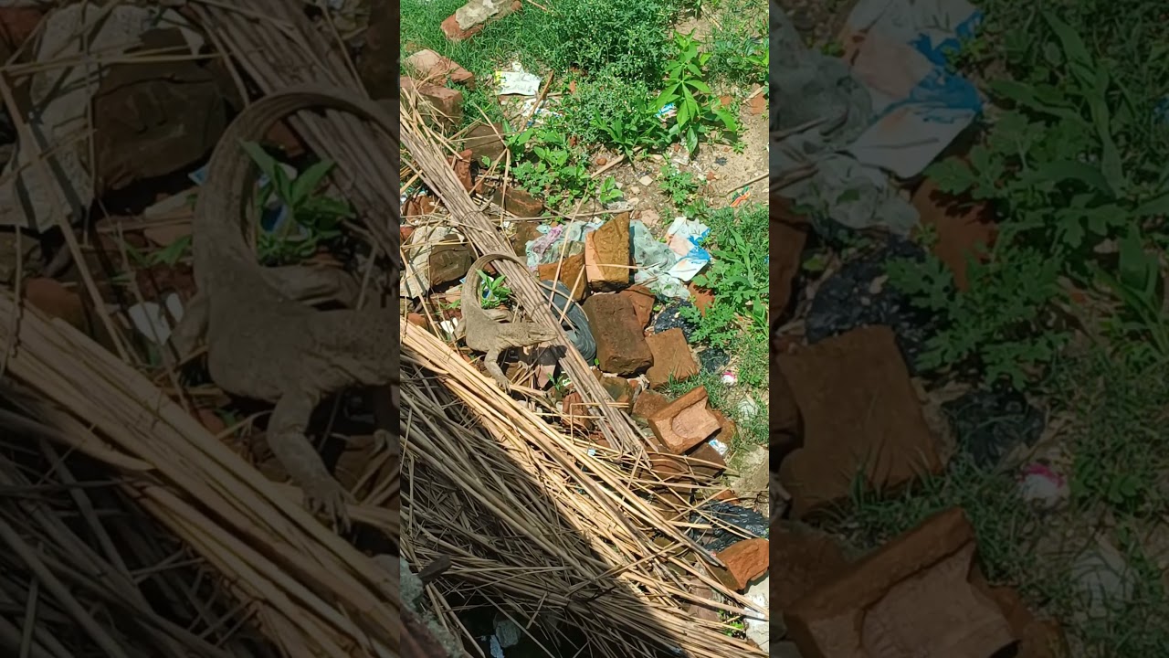 monitor Lizard attack 