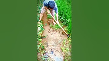 simple way to irrigate rice fields #shorts