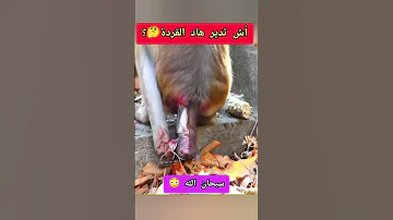 سبحان الله عالم الحيوانات عجائب غرائب القردة ولادة طبيب بيطري 