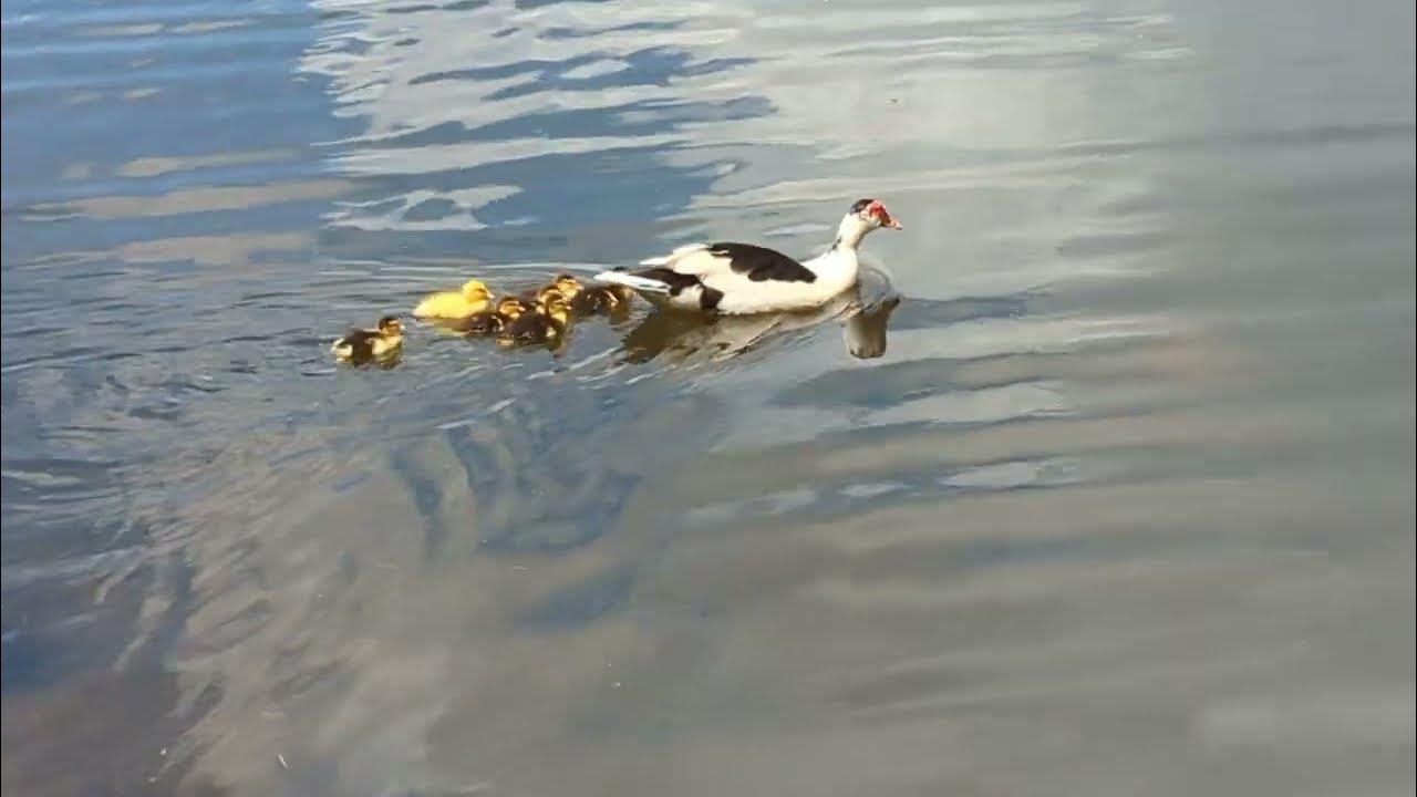 Muscovy Duck Swims with Yellow Duckling & 6 Siblings in Lake & Pekin