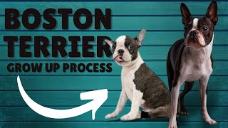 boston terrier (012months) TIMELAPSE Grow Process