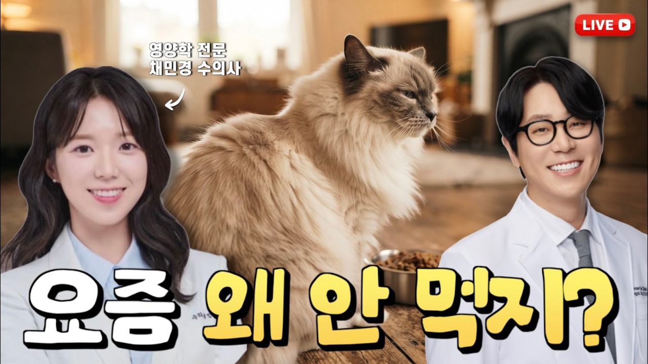 날씨가 추워지면 고양이도 더 먹어야 할까? 가을·겨울 영양관리 | 놀로 채민경 수의사