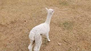 Baby Astrids first time in the pasture.