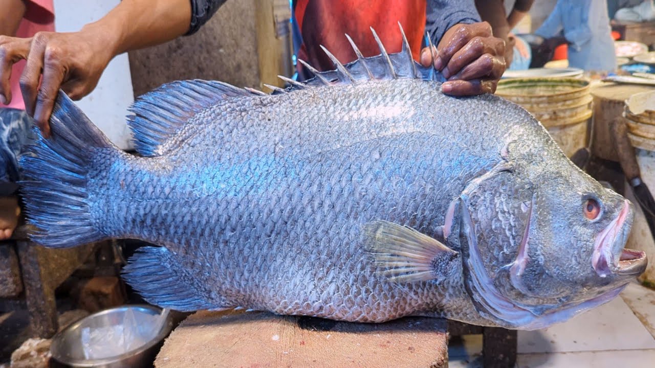Amazing Giant Tripletail Fish Cutting Skills In...