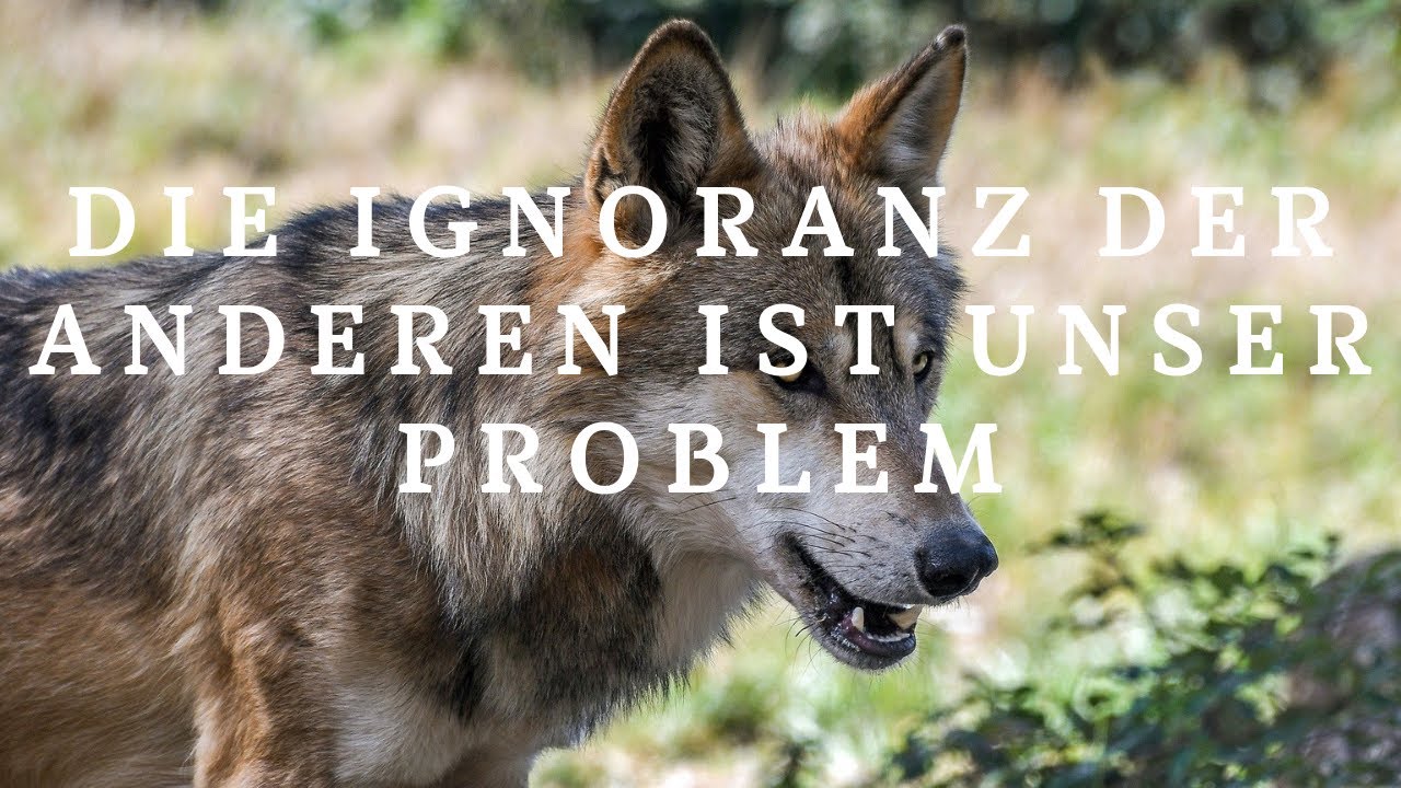 Wandernder Wolf 1 - Ignorance is king