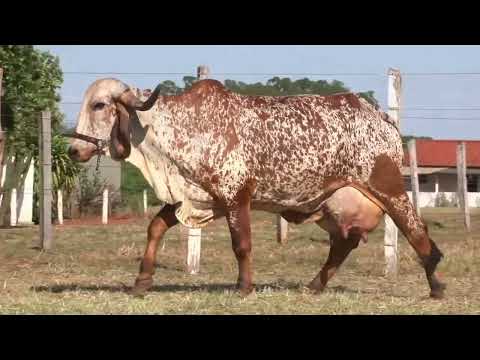 LOTE 6  EDIÇÃO ESPECIAL GIR LEITEIRO   ESTÂNCIA BELA VISTA   1002