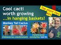 MONKEY TAIL CACTUS How to grow in hanging baskets - Cleistocactus colademononis #cactuscare #cacti