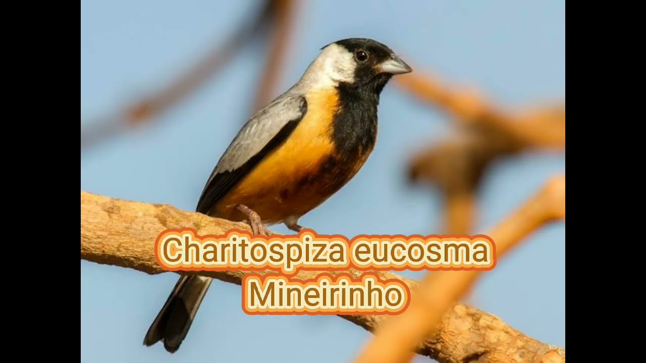 O canto do Mineirinho  (Charitospiza eucosma  )