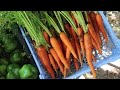 Comment cultiver la carotte de la graine  la rcolte en images
