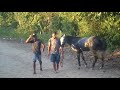 MINEIRINHO vs FORMIGA - Corrida de Cavalos - 06.05.2018