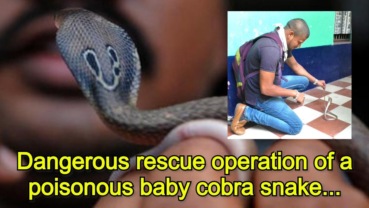 देखे, जहरीले बेबी कोबरा सांप का खतरनाक रेस्क्यू Dangerous rescue of poisonous baby cobra snake