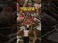 Ranged Build