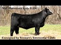 Lot 33 - SSC Marvelous Lady 312H