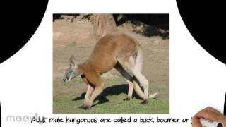 School Project Kangaroo