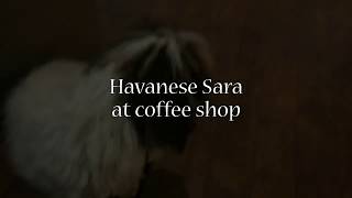 Havanese Sara - at coffee shop in IT Park
